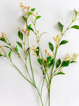 Thumbnail for picture #1