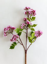 Thumbnail for picture #1