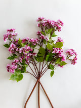 Thumbnail for picture #5