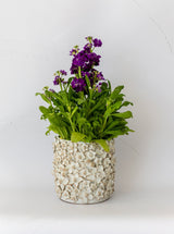 Thumbnail for picture #4