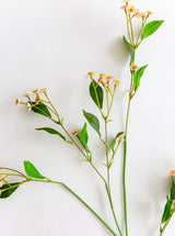 Thumbnail for picture #11