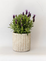 Thumbnail for picture #8