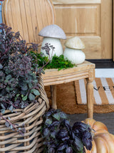 Thumbnail for picture #5