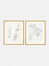 Botanical Study Duo Art Bundle