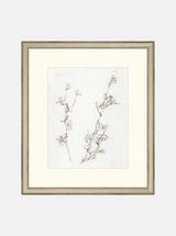 Botanical Study I