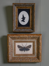 Moth