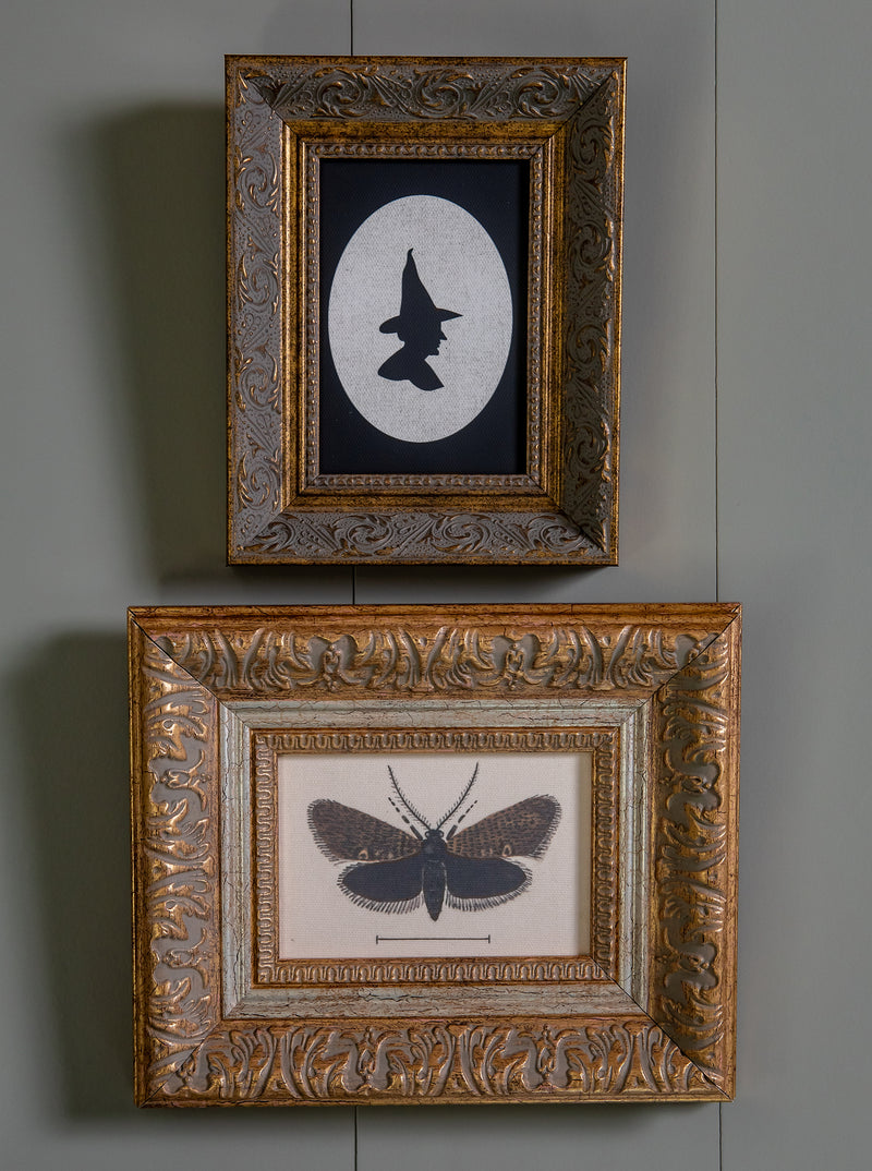 Moth