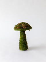 Moss Mushrooms