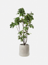 Potted 93" Faux Fig Tree