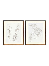 Botanical Study Duo Art Bundle - 