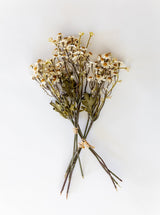 Faux Dried Daisy Bunch - HJGRN00110 - BUN