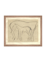 Foal Sketch - HJART0183 - WNT - 11x14
