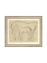 Foal Sketch - HJART0183 - SIL - 8x10