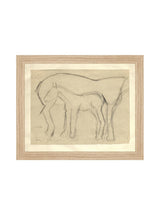 Foal Sketch - HJART0183 - OAK - 8x10