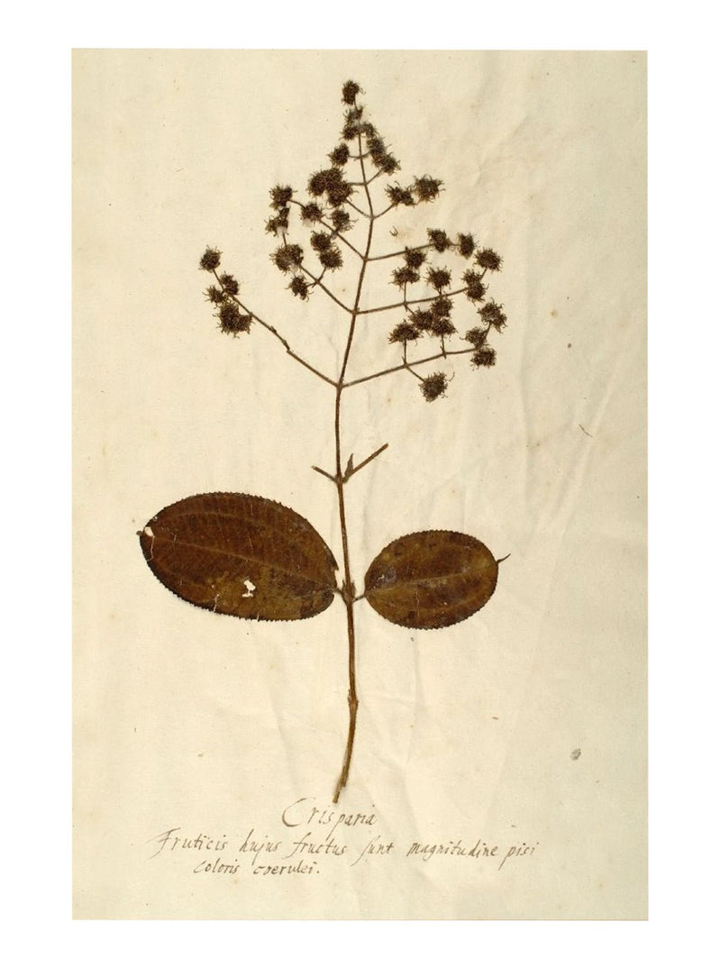 Herbarium III - HJART0068 - BRZ - 11x14