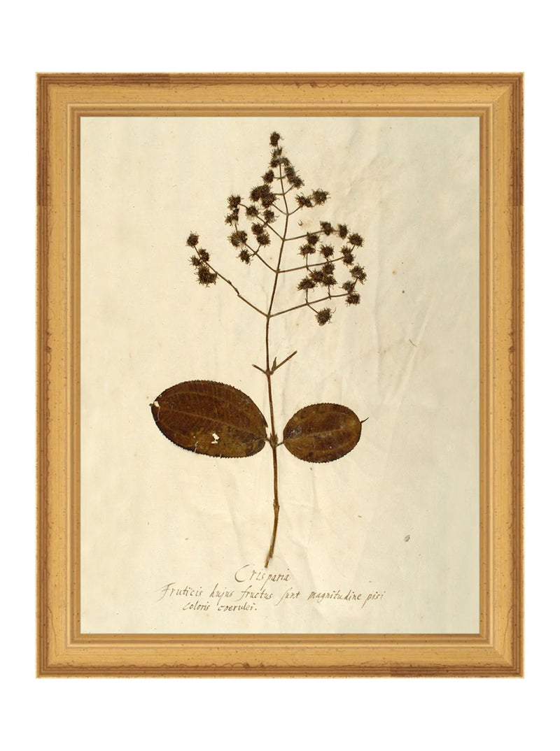 Herbarium III - HJART0068 - GLD - 810