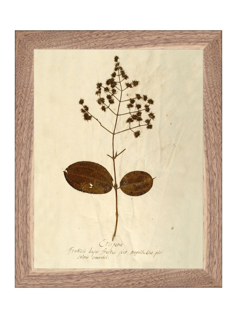 Herbarium III - HJART0068 - WNT - 24x30
