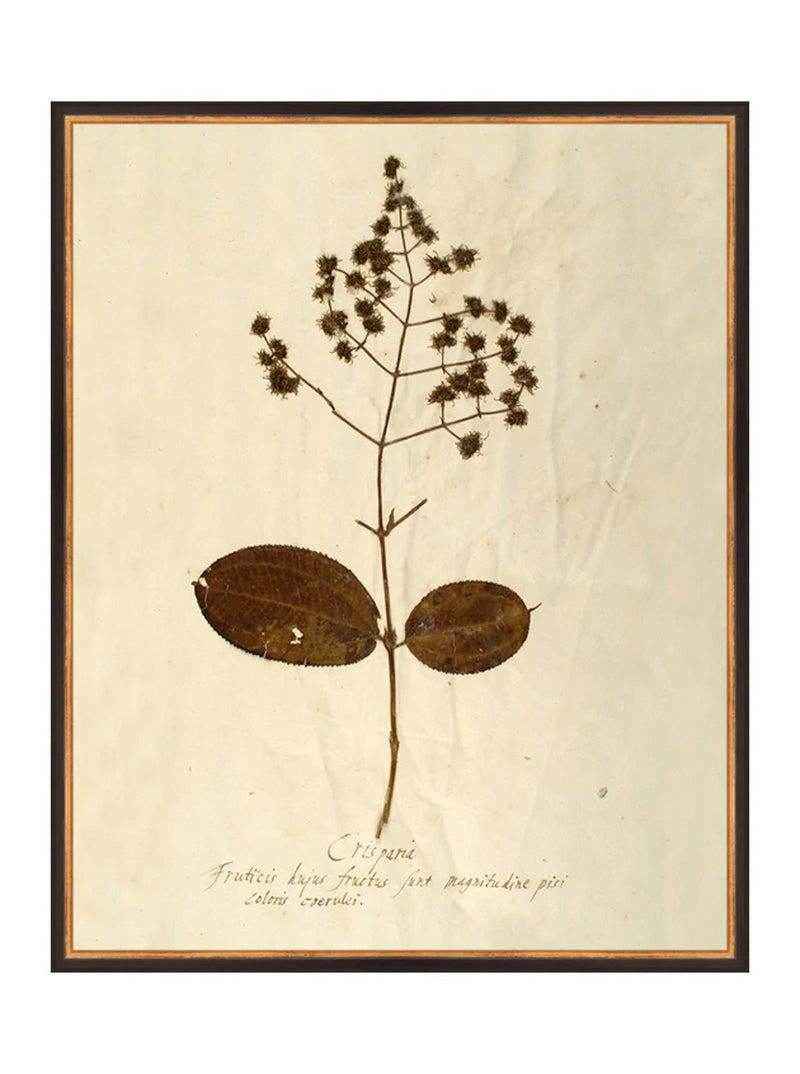 Herbarium III - HJART0068 - BLK - 24x30