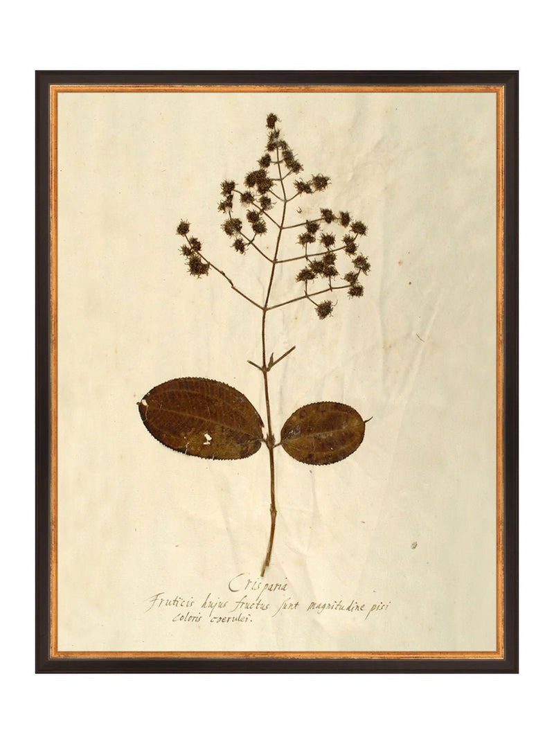 Herbarium III - HJART0068 - BLK - 16x20