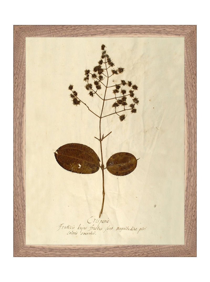Herbarium III - HJART0068 - WNT - 8x10