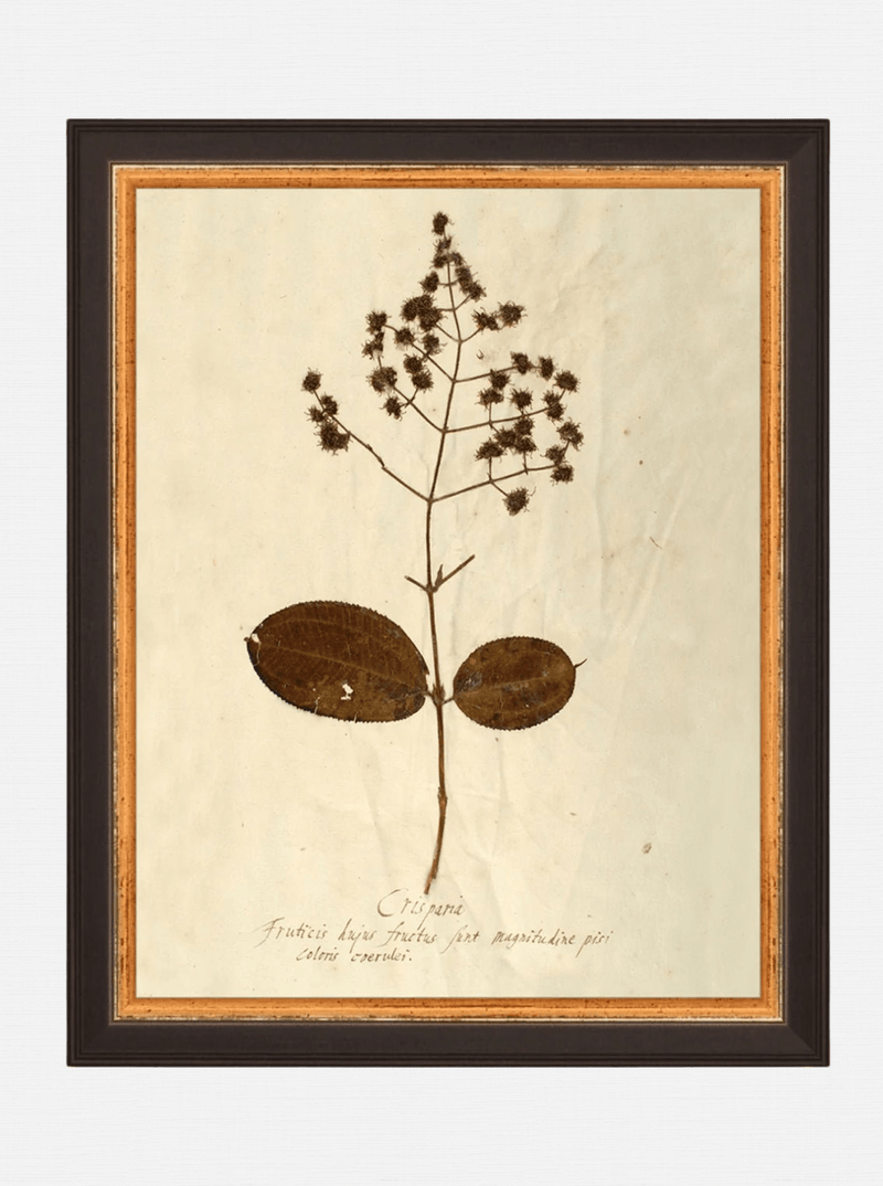 Herbarium III - HJART0068 - BLK - 8x10