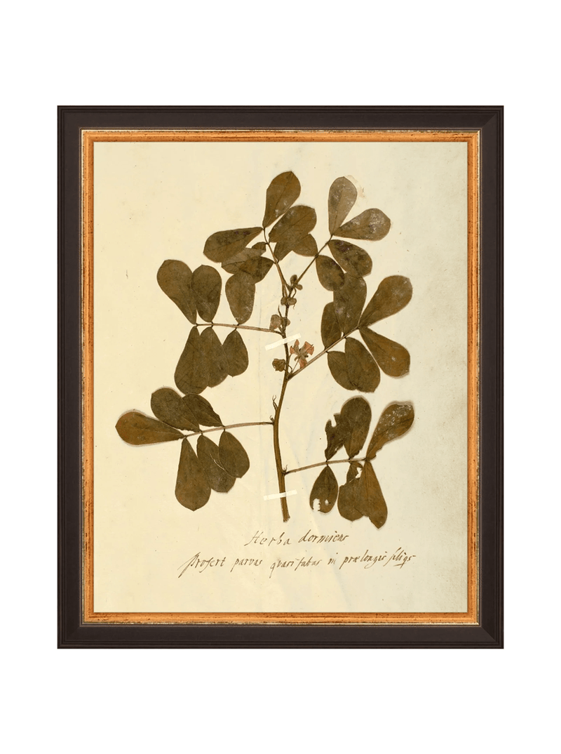 Herbarium XI - HJART0317 - BKG - 8x10
