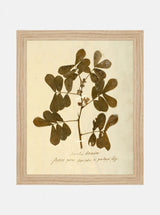 Herbarium XI - HJART0317 - OAK - 8x10