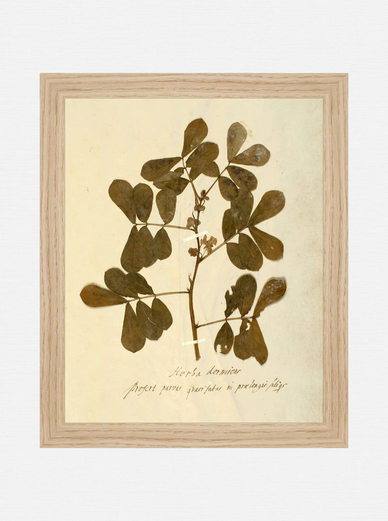 Herbarium XI - HJART0317 - OAK - 8x10