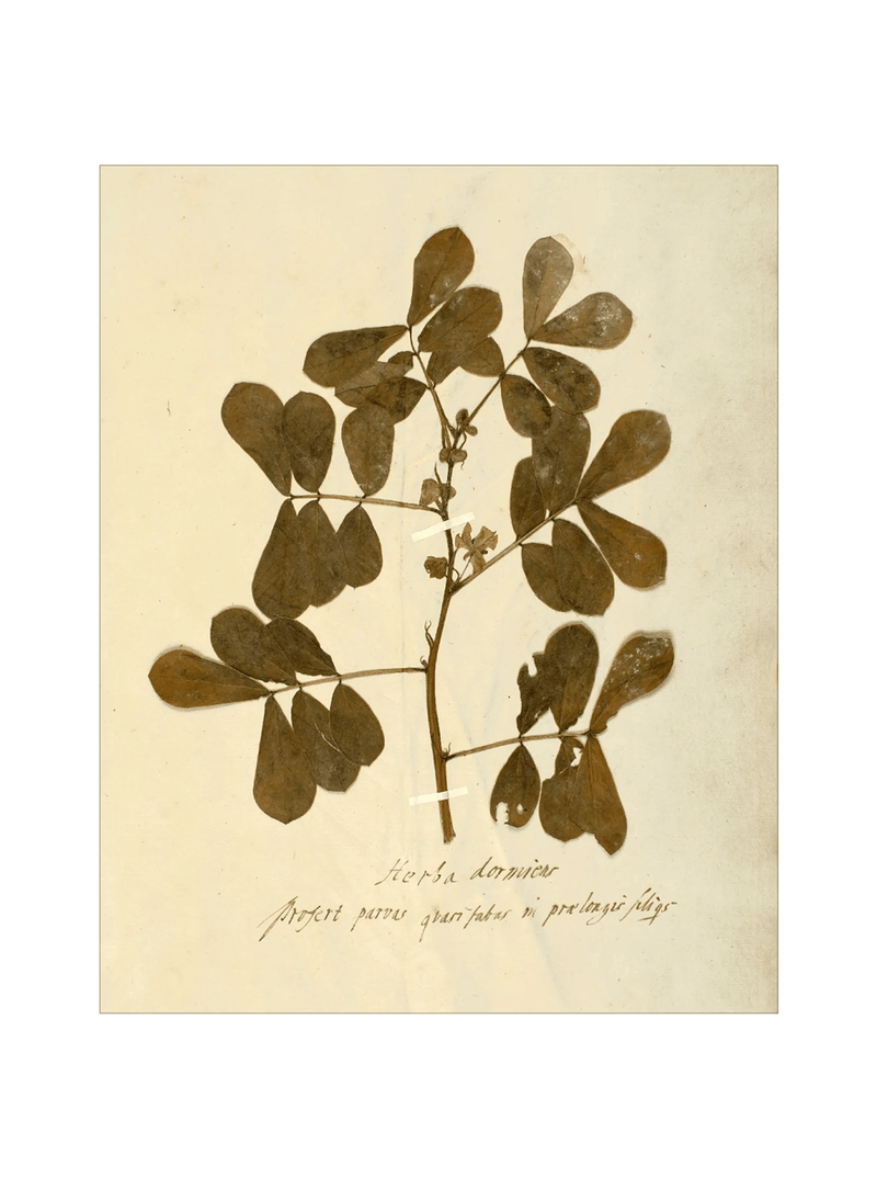 Herbarium XI - HJART0317 - UF - 8x10