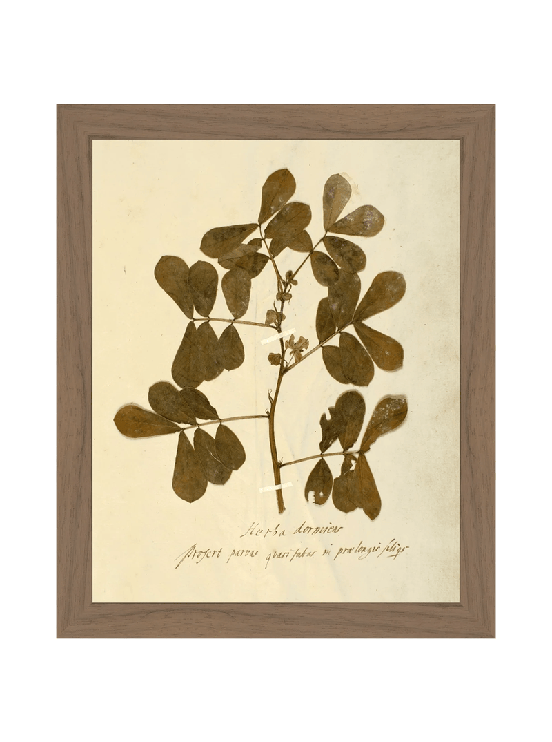 Herbarium XI - HJART0317 - WAL - 8x10
