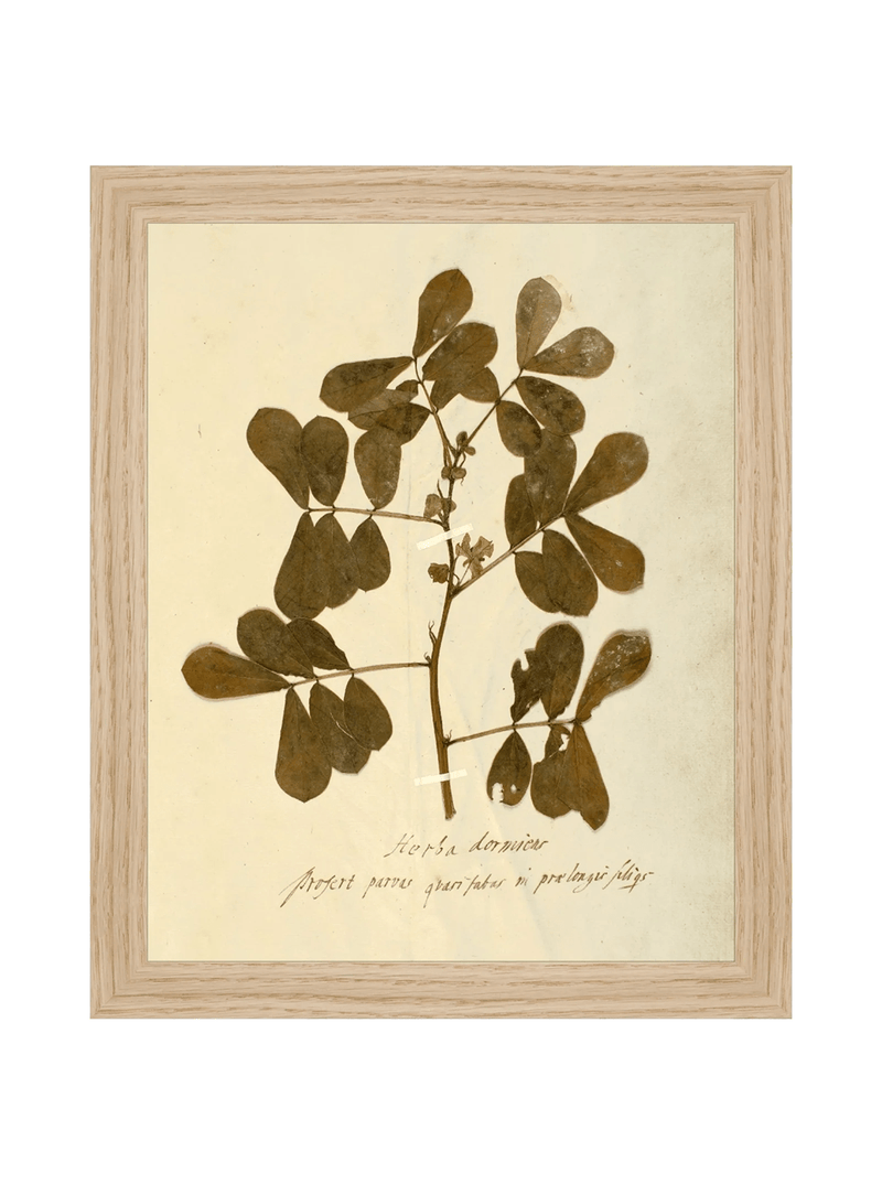 Herbarium XI - HJART0317 - OAK - 8x10