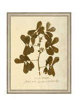 Herbarium XI - HJART0317 - SLV - 11x14