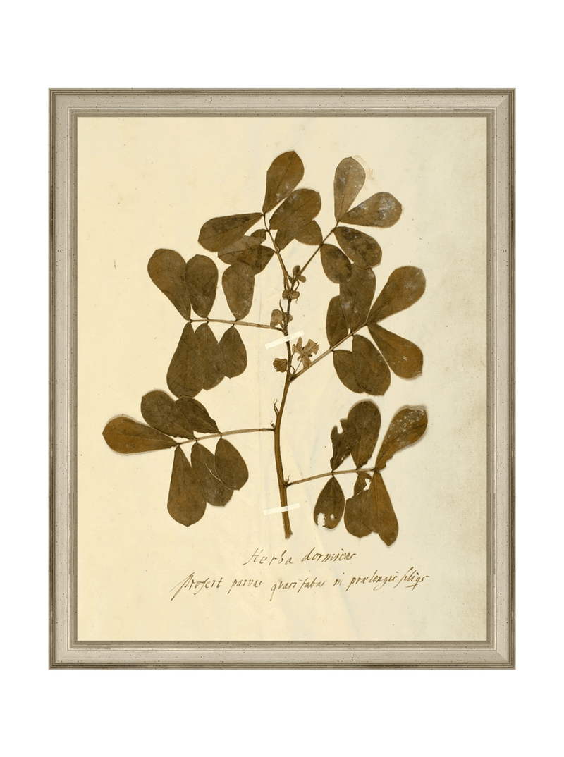 Herbarium XI - HJART0317 - SLV - 11x14
