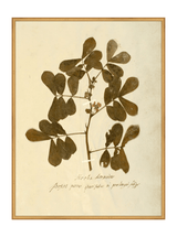 Herbarium XI - HJART0317 - GLD - 30x40