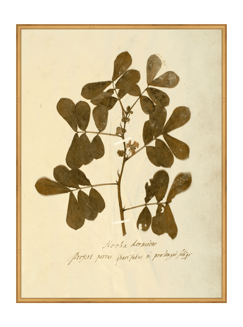 Herbarium XI - HJART0317 - GLD - 30x40