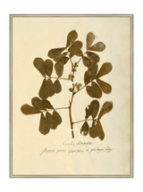 Herbarium XI - HJART0317 - SLV - 30x40