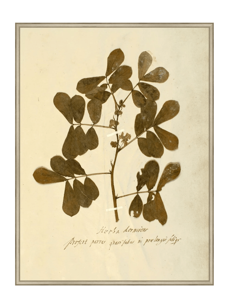 Herbarium XI - HJART0317 - SLV - 30x40