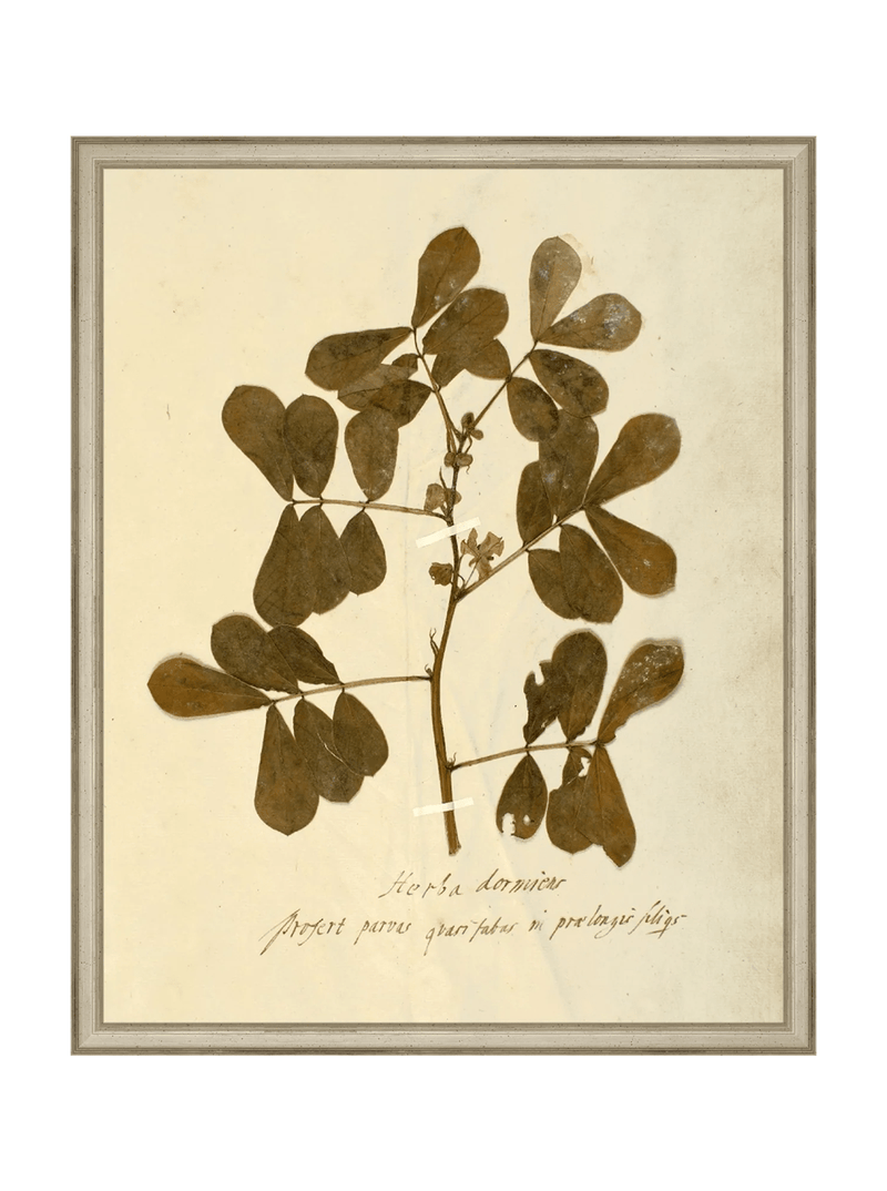 Herbarium XI - HJART0317 - SLV - 16x20