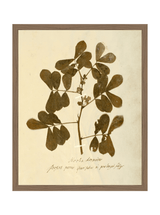 Herbarium XI - HJART0317 - WAL - 16x20