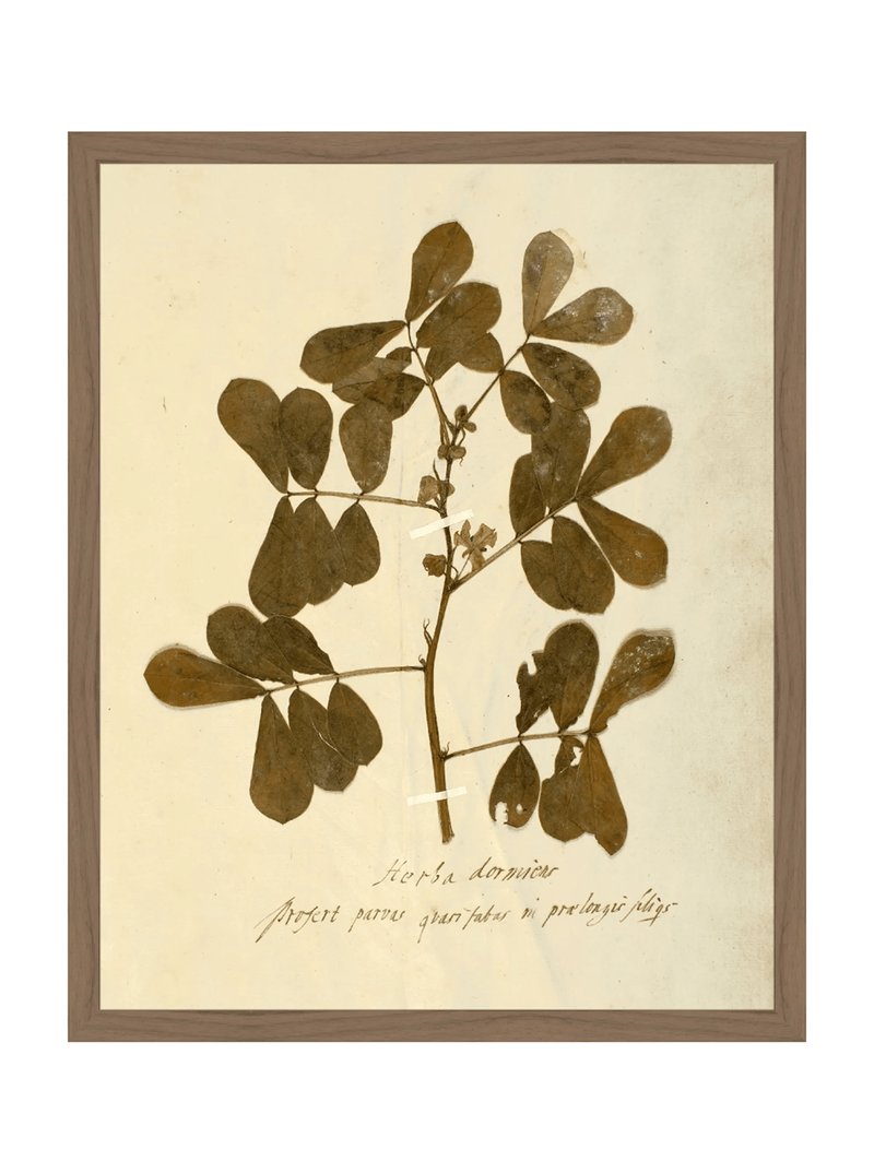Herbarium XI - HJART0317 - WAL - 16x20