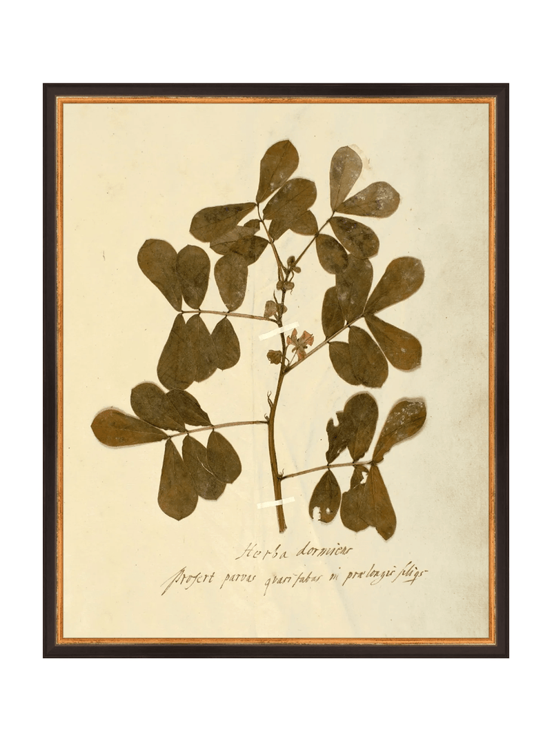 Herbarium XI - HJART0317 - BKG - 16x20