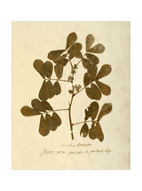 Herbarium XI - HJART0317 - UF - 16x20