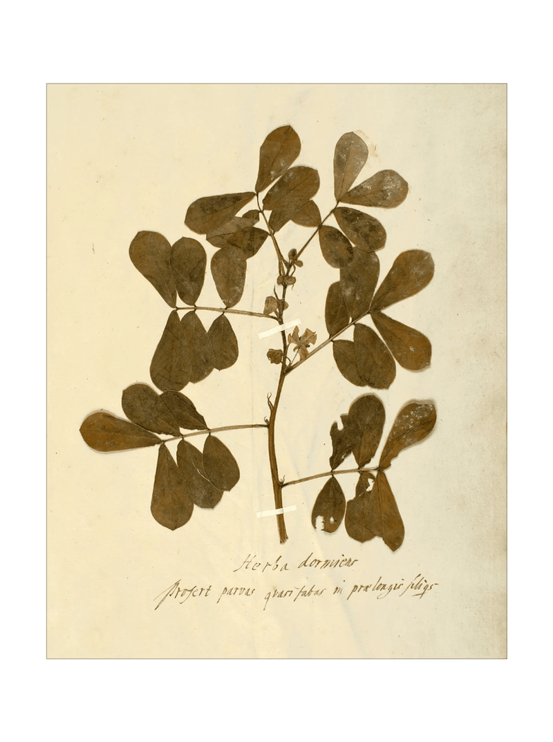 Herbarium XI - HJART0317 - UF - 16x20