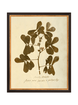 Herbarium XI - HJART0317 - BKG - 11x14