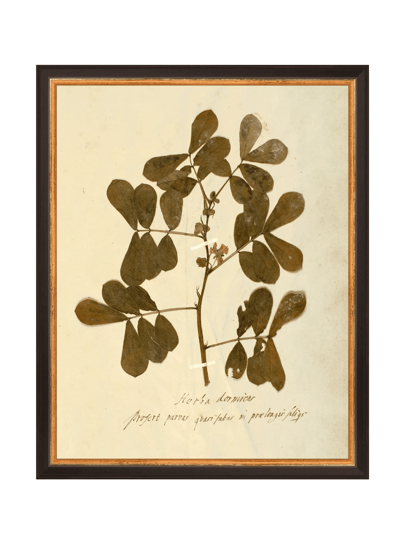 Herbarium XI - HJART0317 - BKG - 11x14