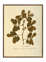 Herbarium XI - HJART0317 - BKG - 30x40