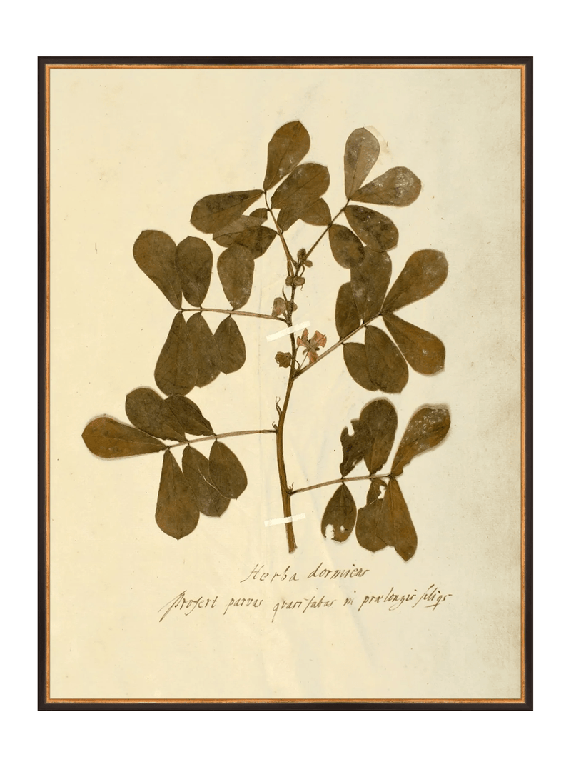 Herbarium XI - HJART0317 - BKG - 30x40