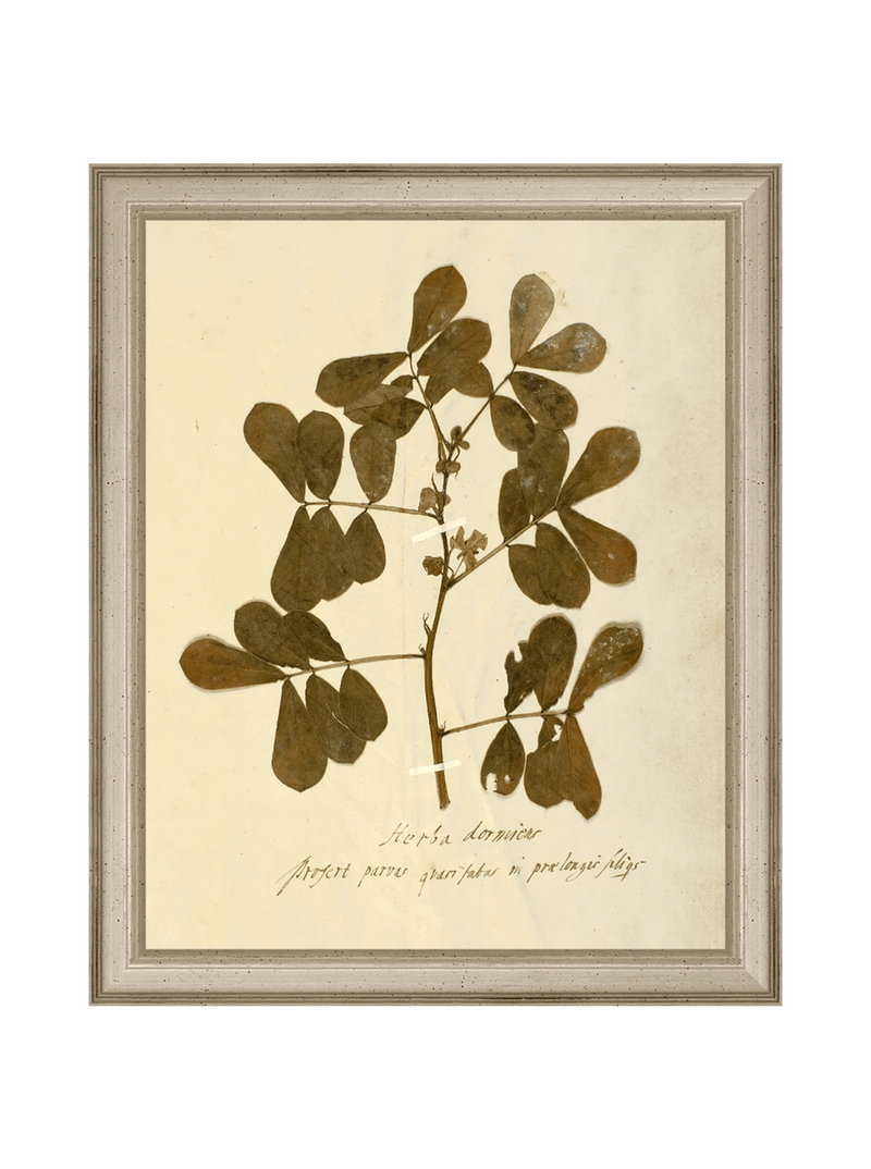 Herbarium XI - HJART0317 - SLV - 8x10
