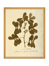 Herbarium XI - HJART0317 - GLD - 16x20