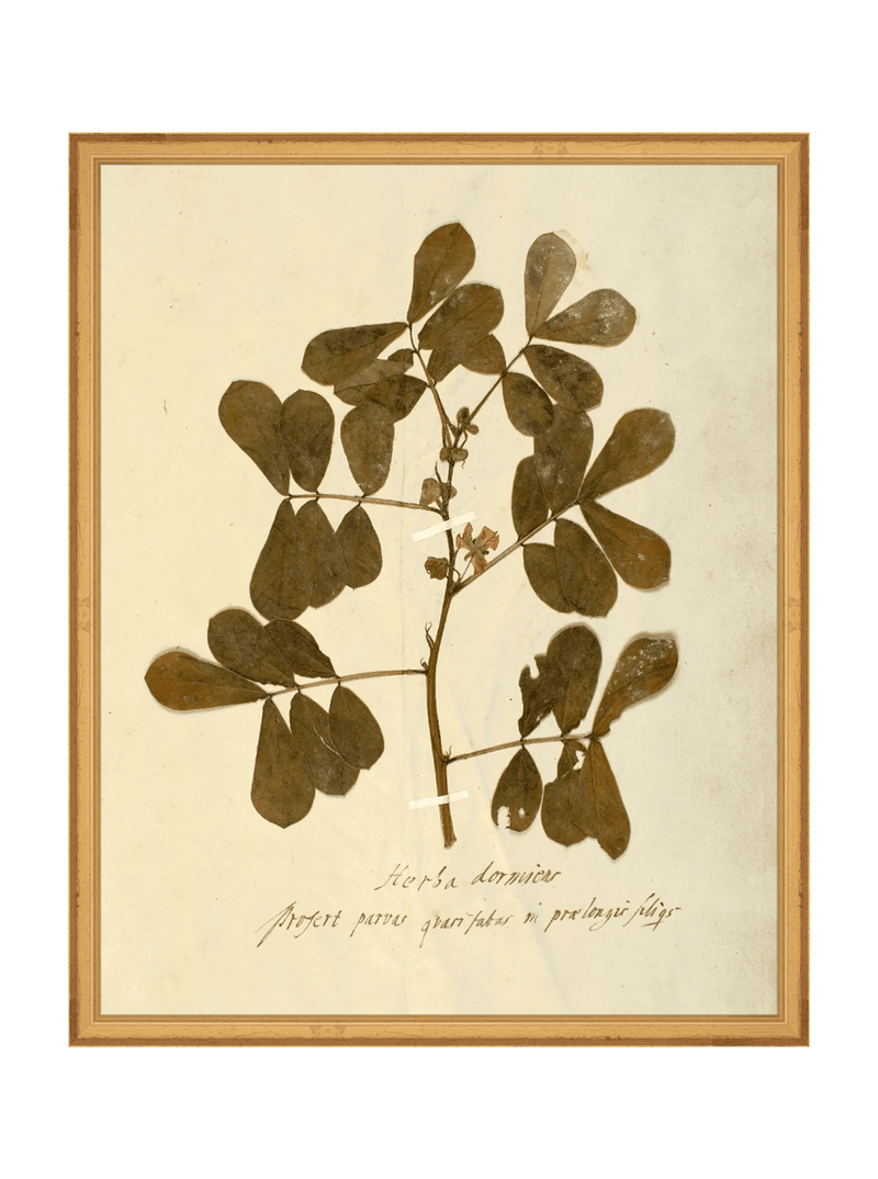 Herbarium XI - HJART0317 - GLD - 16x20